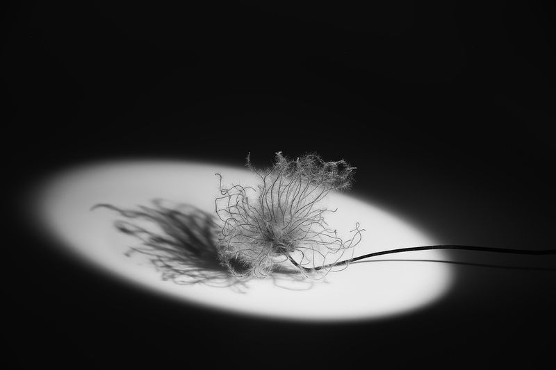 сон-трава, ночь, тень Сон-трава фото превью