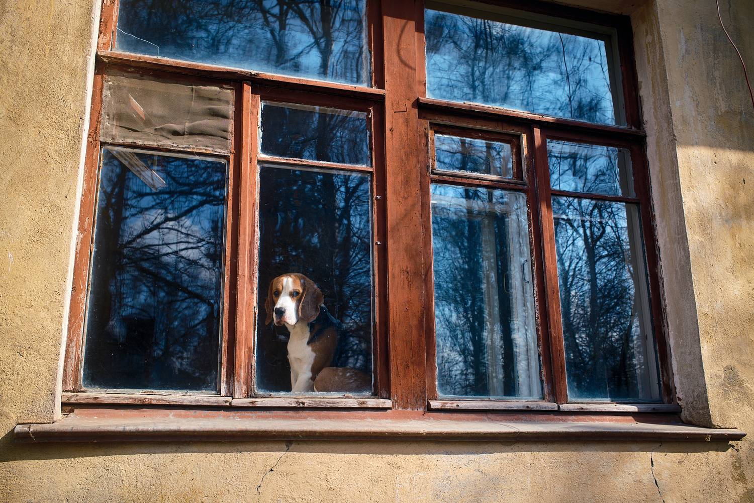 , Дыбов Дмитрий