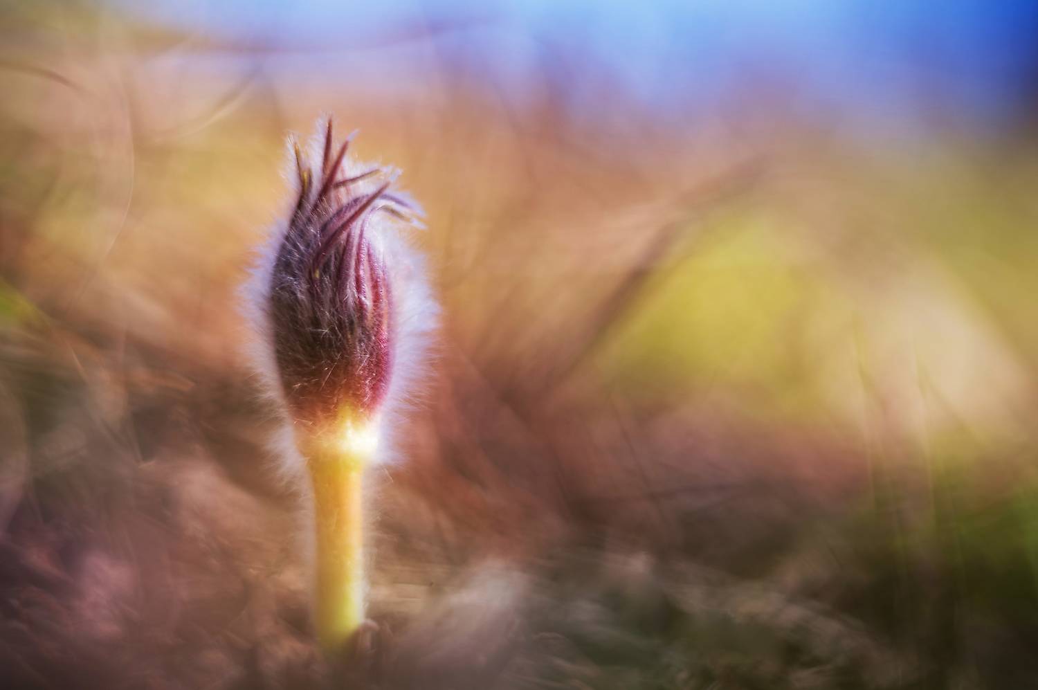 подснежник, сон-трава, сибирские подснежники, Андреева Светлана