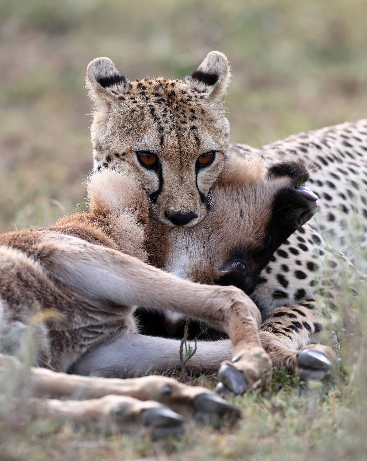 , Гудков Андрей