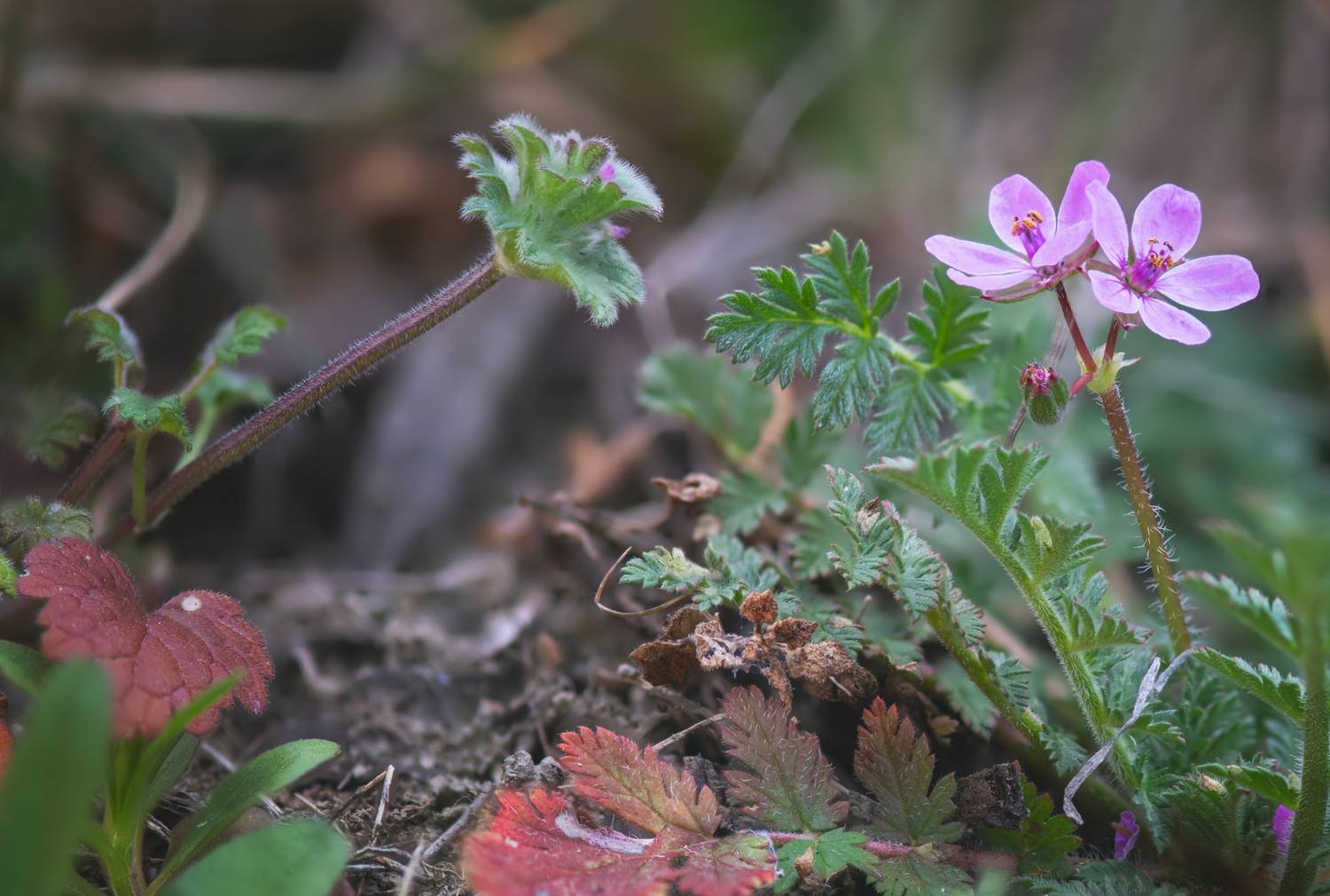 , Виктор Лебедь