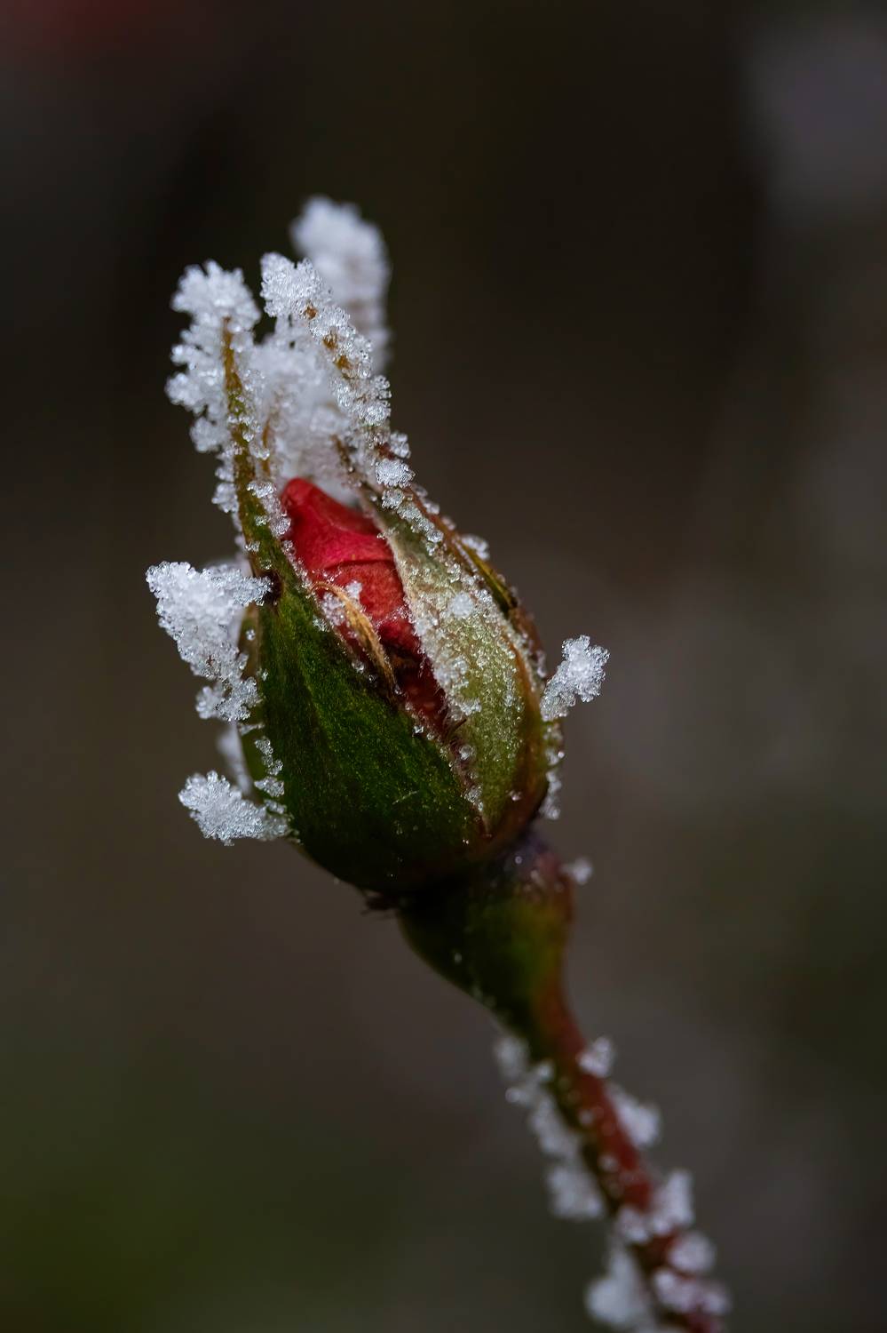 , Бистра Стоименова