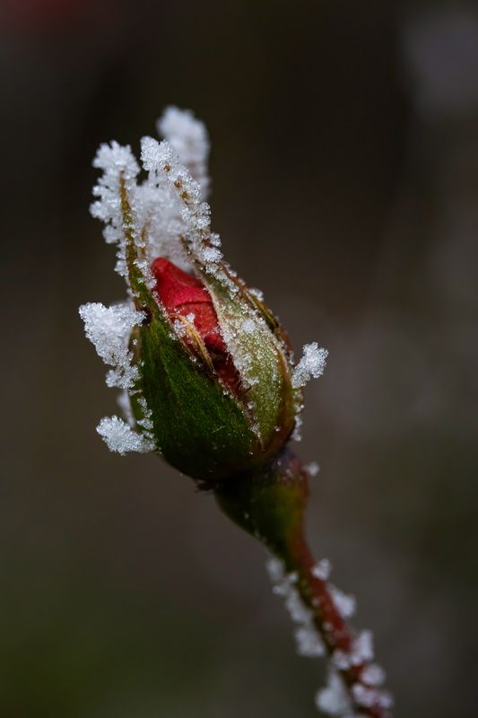 Роза фото превью