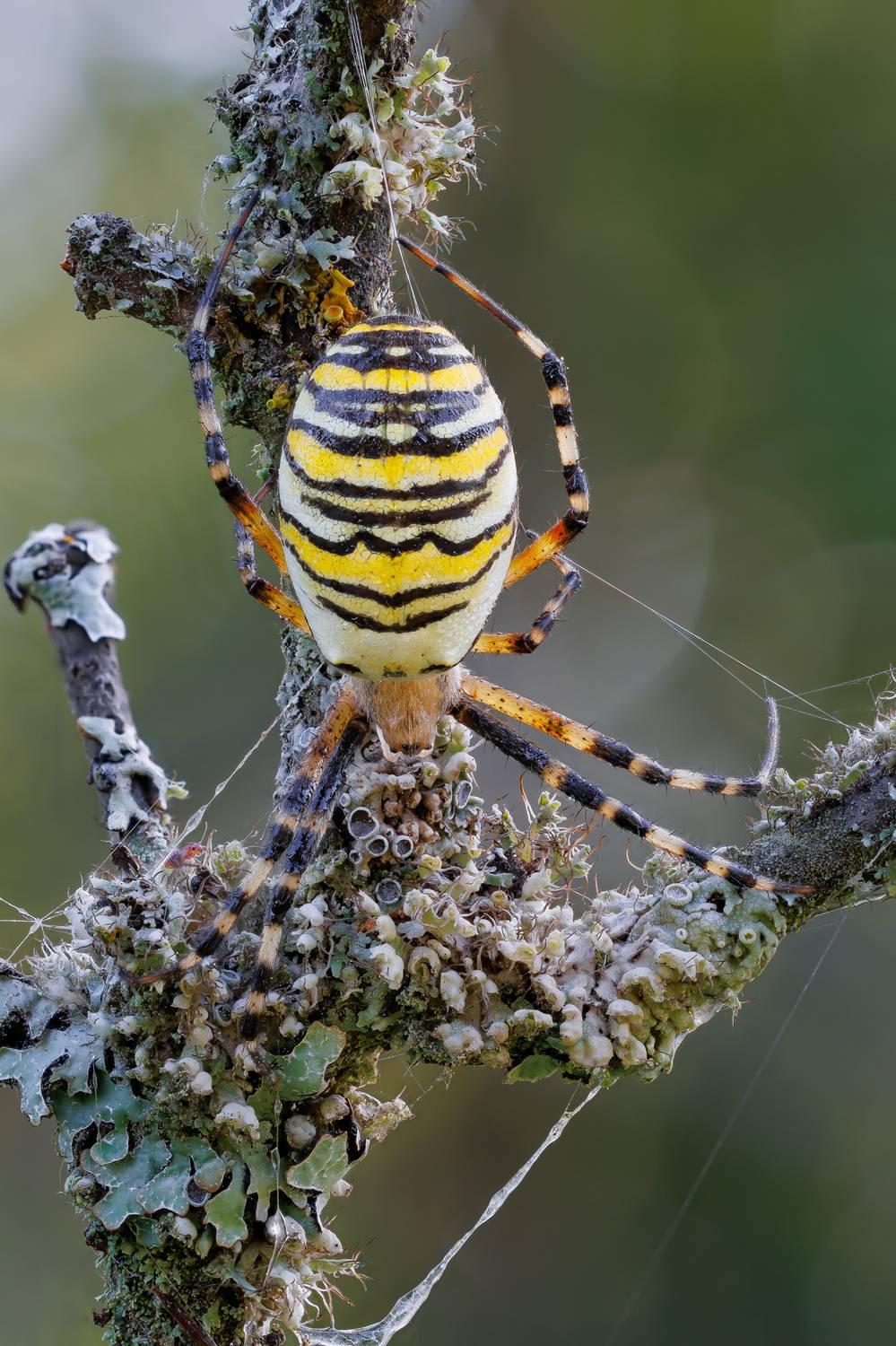 , Кузнецов Дмитрий