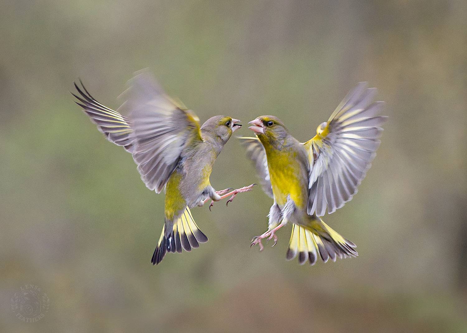 , Евгени Стефанов