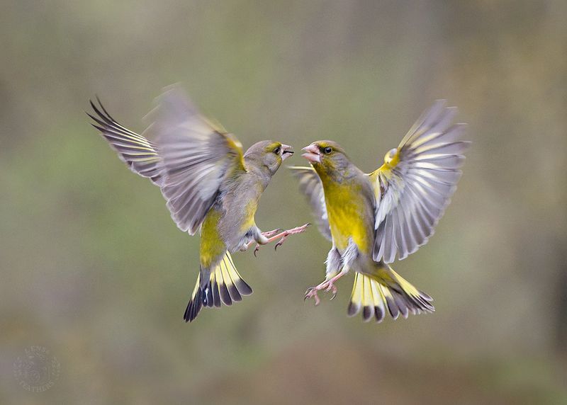 Обыкновенная зеленушка - Lens and Feathers фото превью