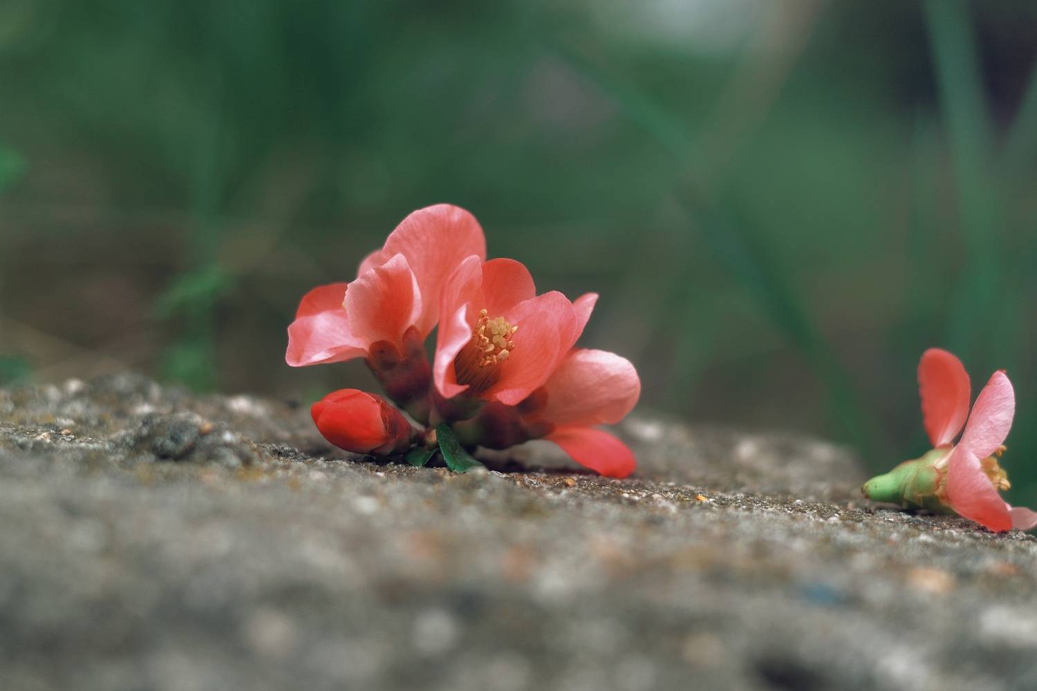 , Юлияна Стоянова