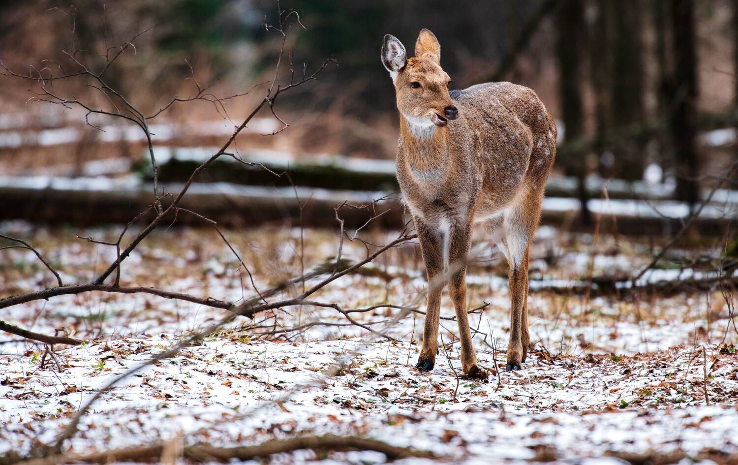 , Павел Ныриков