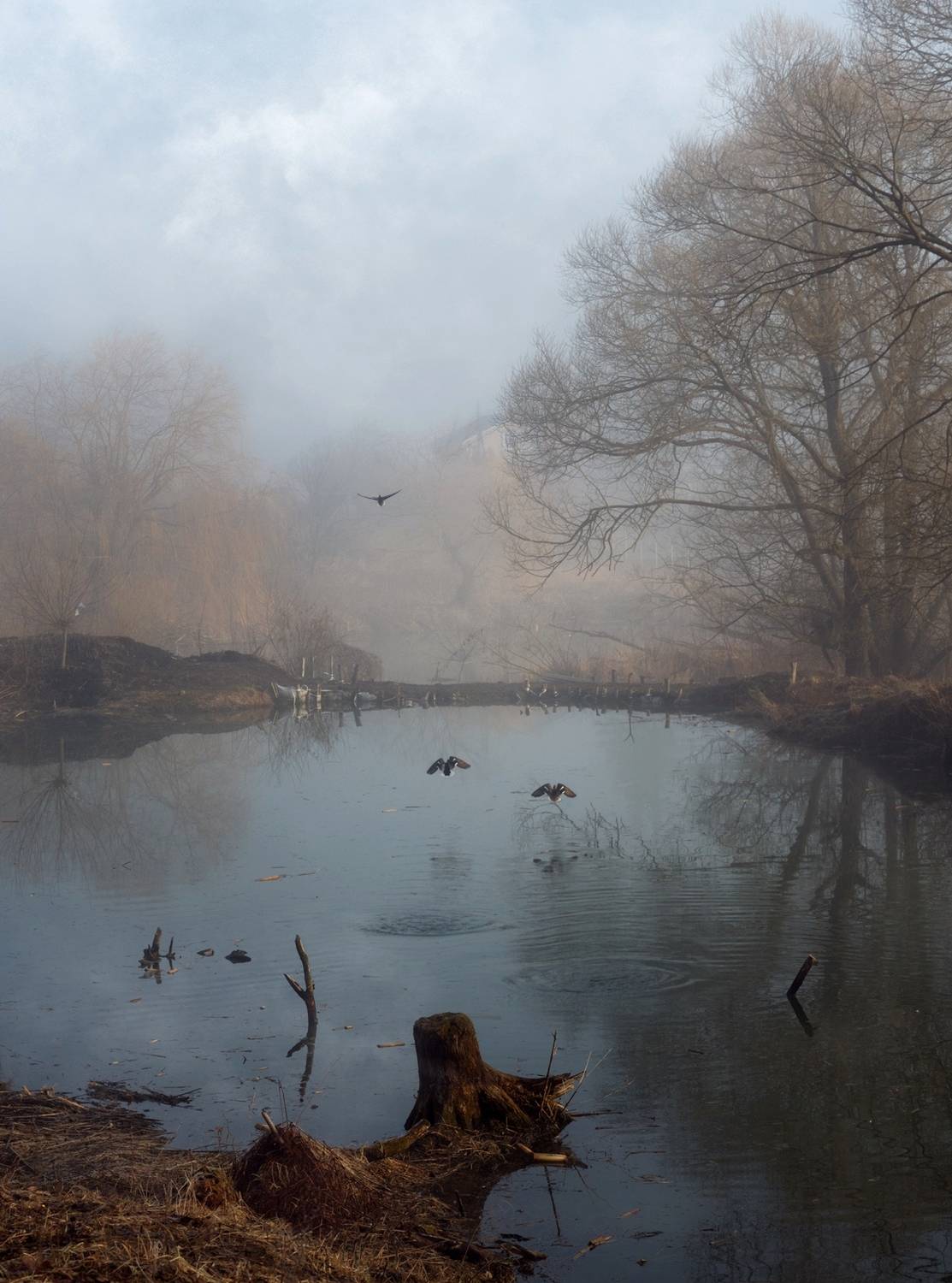 лес, свет, утро, природа, Баранов Олег