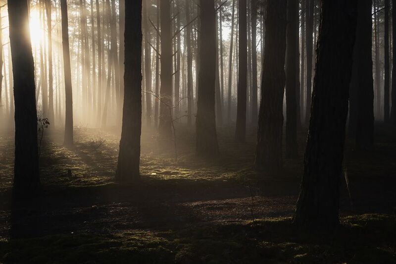 Мартовское утро в лесу фото превью