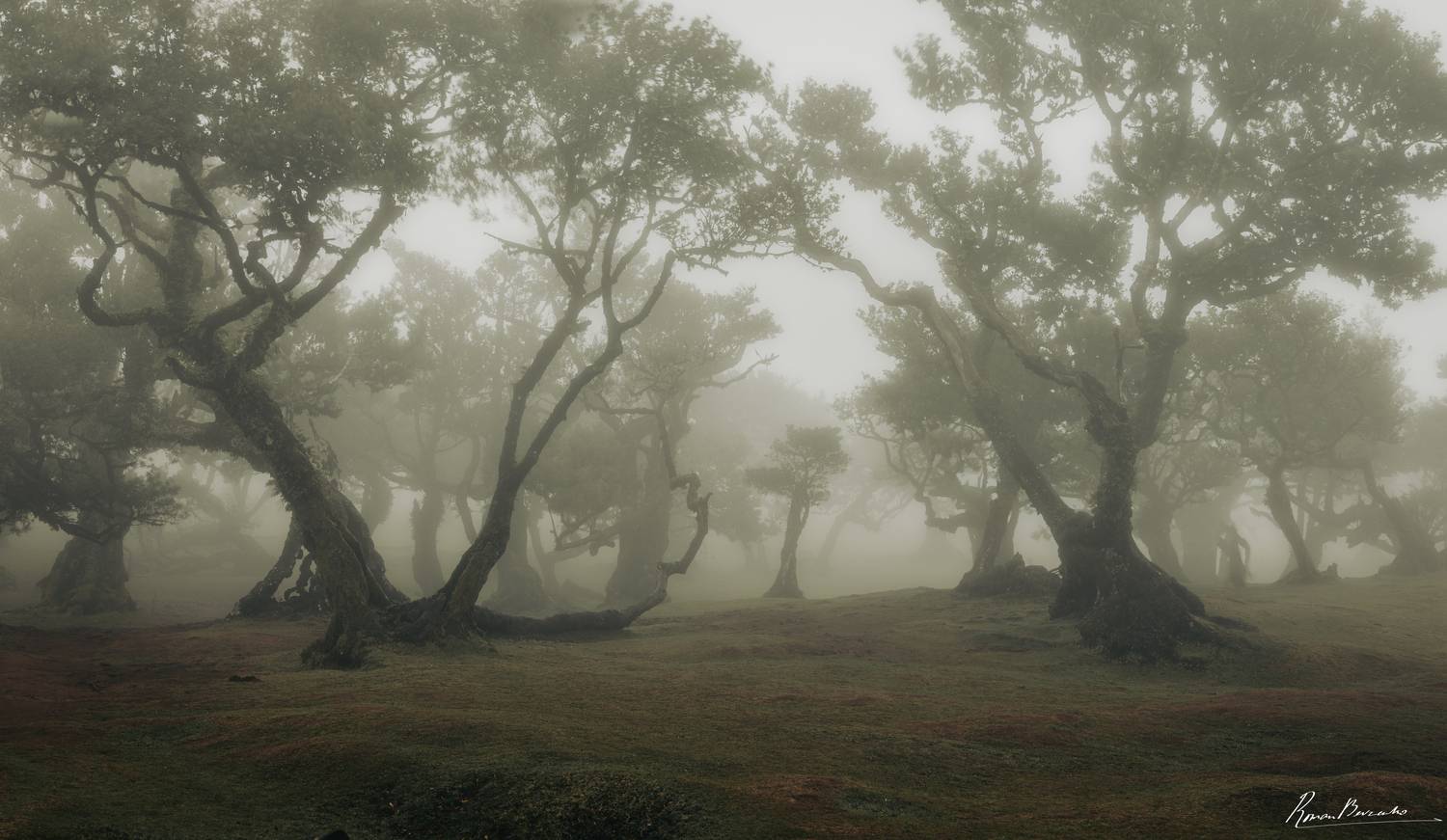 forest, trees, landscape, madeira, portugal, fog, foggy, Roman Bevzenko