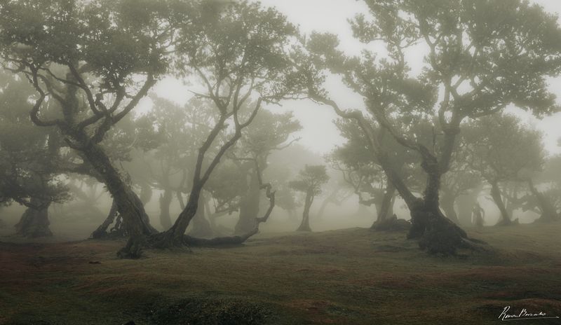 forest, trees, landscape, madeira, portugal, fog, foggy Fanal forest of Madeira фото превью