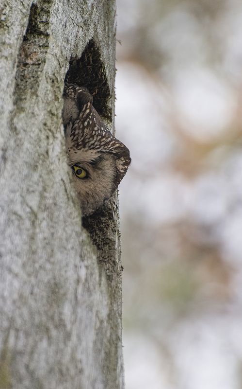Подсматривает :) фото превью