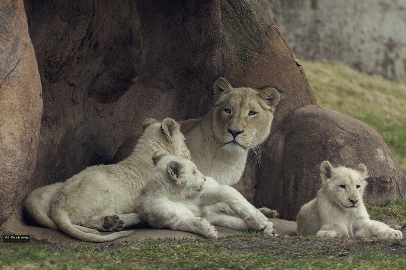 White lion фото превью