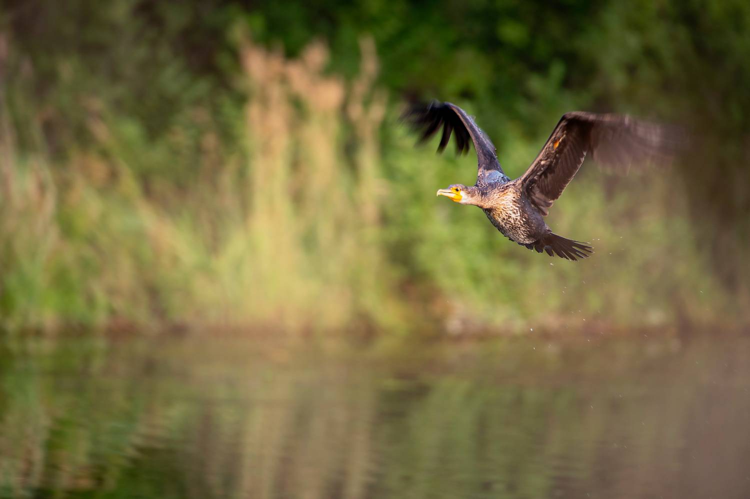 баклан, минусинский район, красноярский край, Андреева Светлана