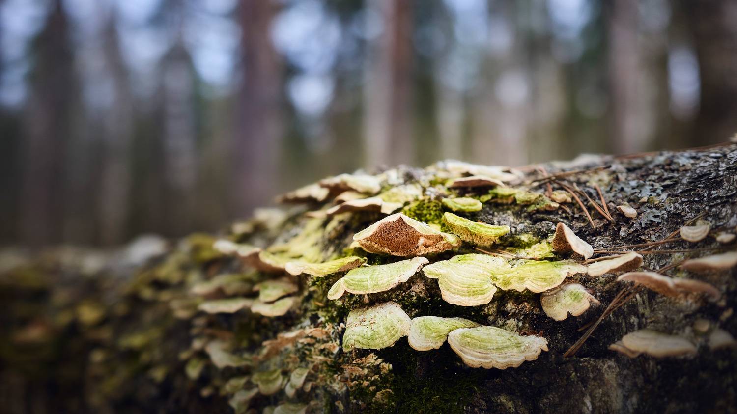 лес, грибы, Валерий Вождаев