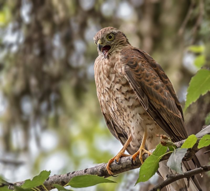 птица, ястребперепелятник, Ястреб (2 ФОТО) фото превью