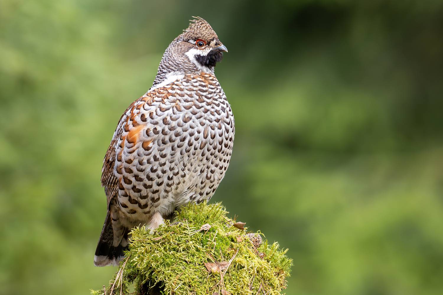 , Сумников Алексей