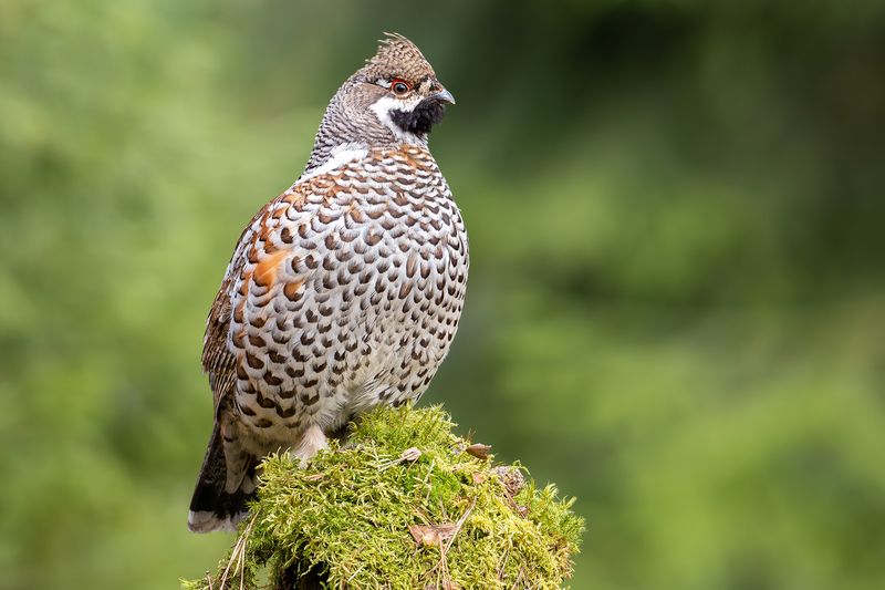 Рябчик фото превью