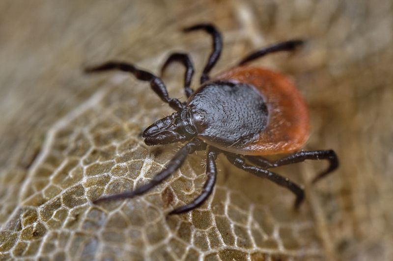 Tick фото превью