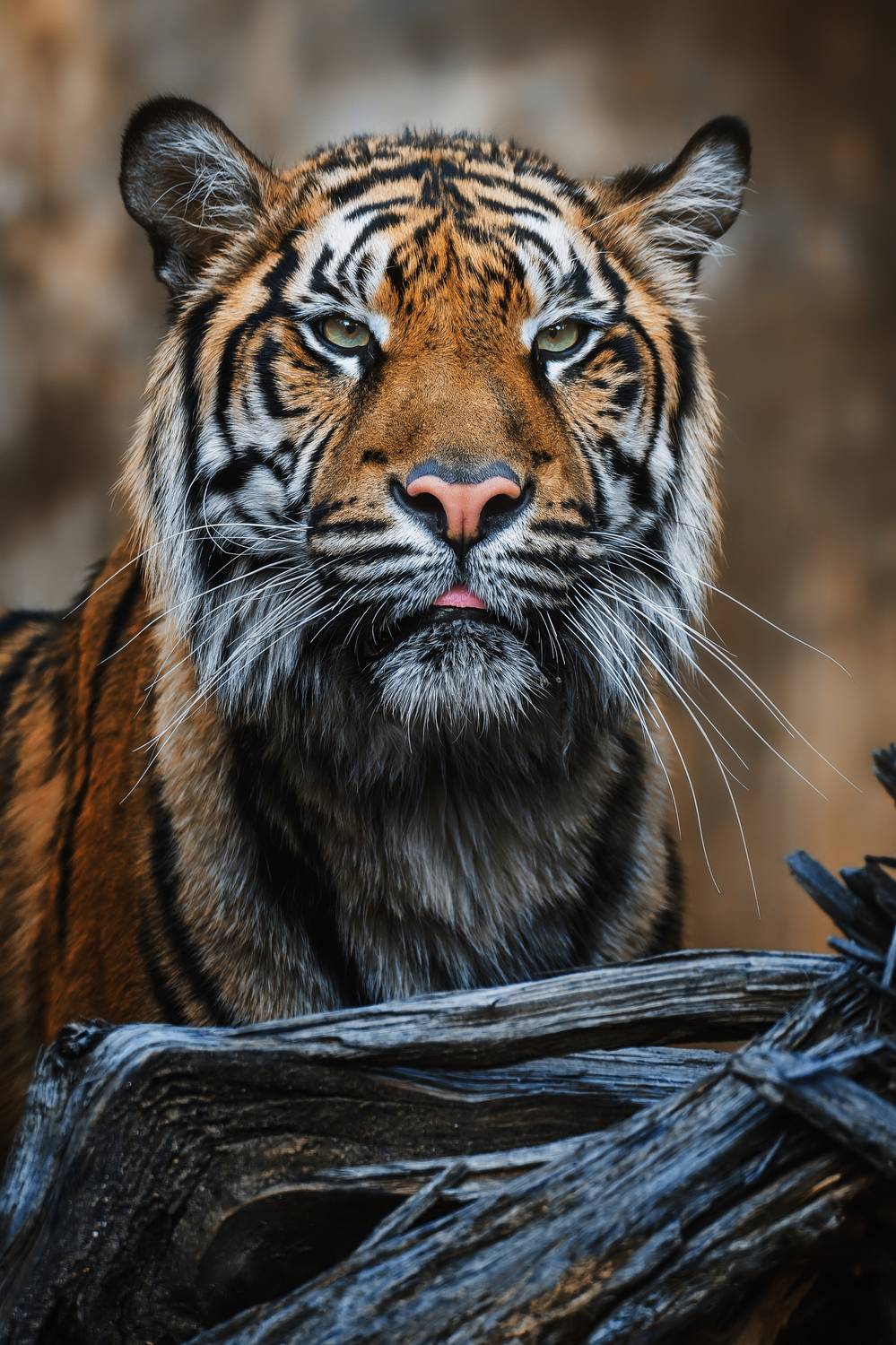 tiger, sumatra, detail, portrait, look, czech, portrait, carnivore, Chv&aacute;tal Ondřej