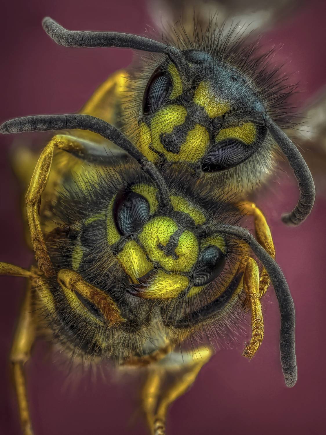 осы, Олег Савицкий