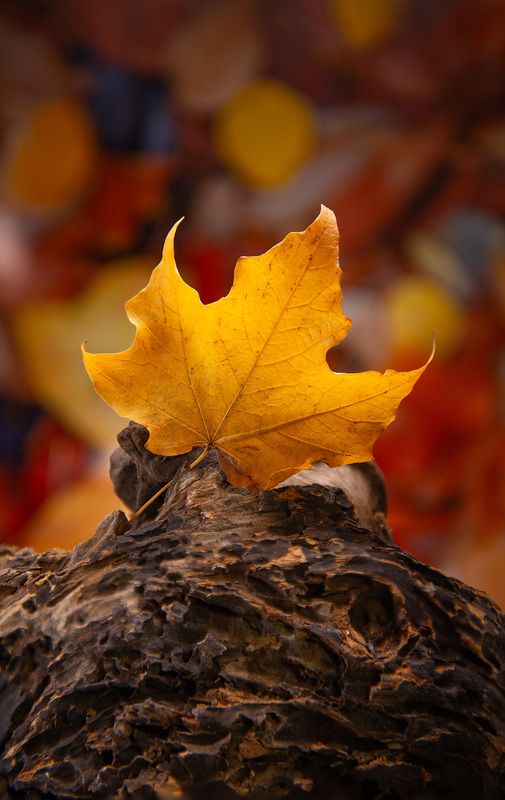 maple leaf, fall Maple Flame фото превью