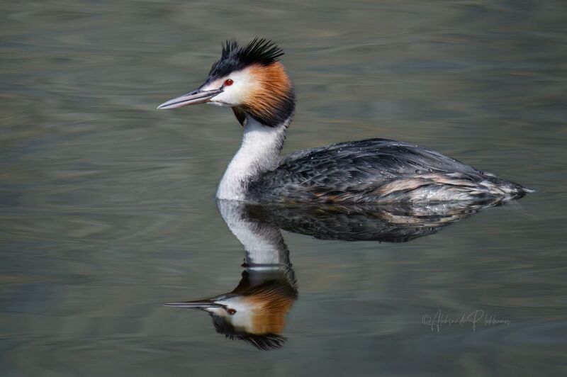 отражение Про отражение в воде фото превью