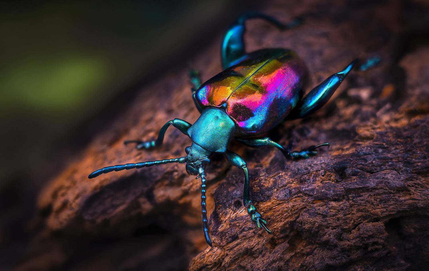chrysomelidae, sagra buqueti, листоед, Kavaliauskas Eugenijus