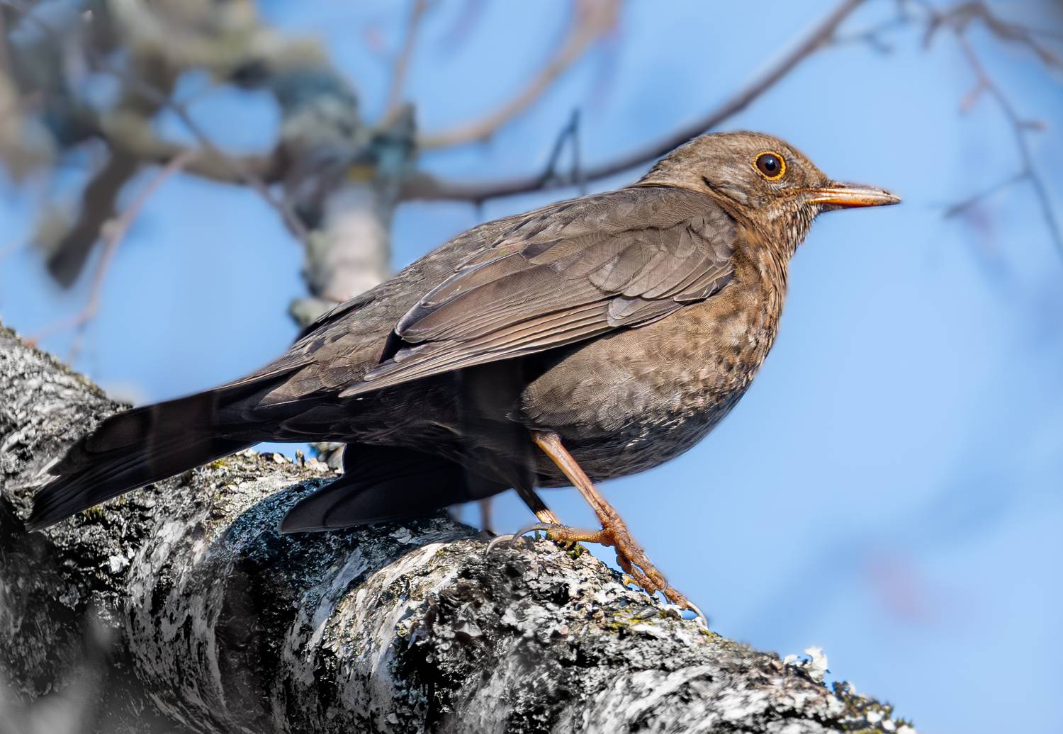 , Курлянцев Алексей