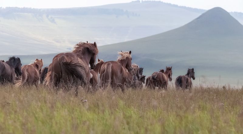 сибирь, лошади, табун, сопки, хакасия, бег лошадей Бегущие по ветру фото превью