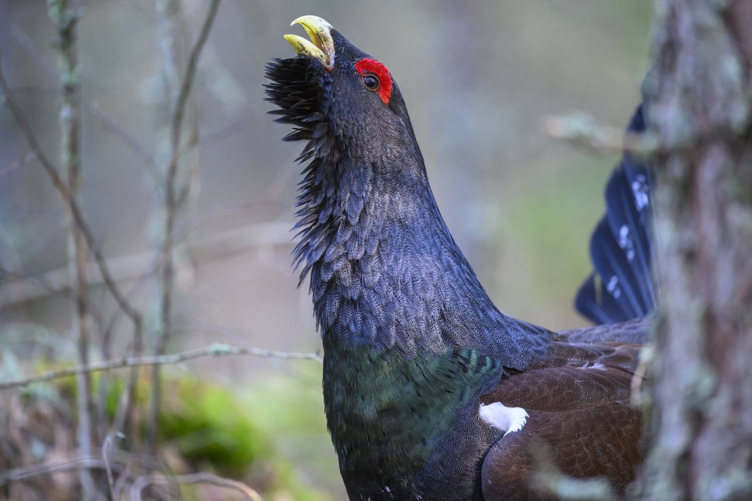 , Пупонин Сергей