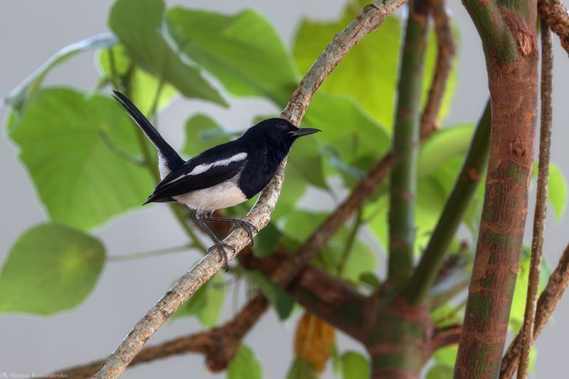 Сорочий шама-дрозд Сорочий шама-дрозд фото превью