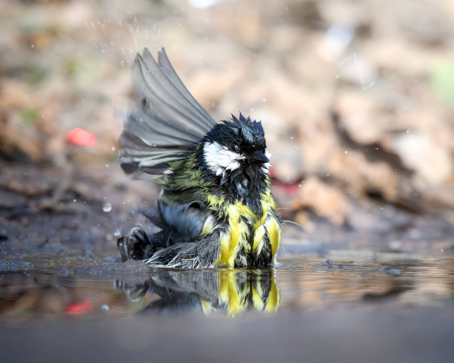 болшая синица, птицы, Москва, лес, природа, весна, вода, лужа, март, Михаил Ездаков