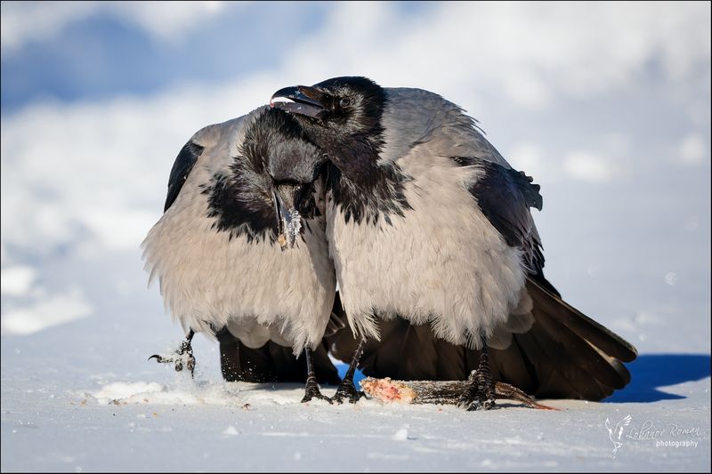 Собутыльники фото превью