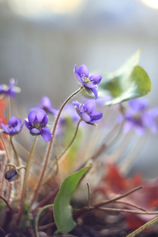 Пралески фото превью