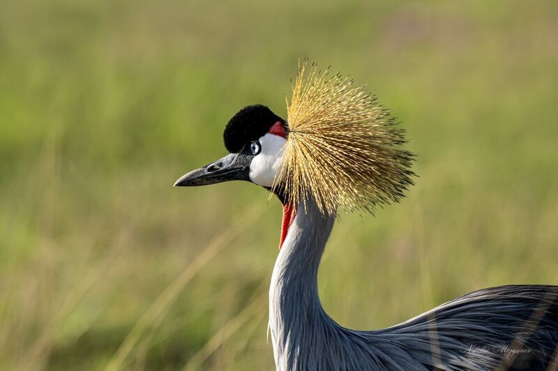 Венценосный журавль фото превью