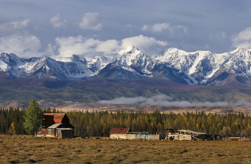 Курай фото превью