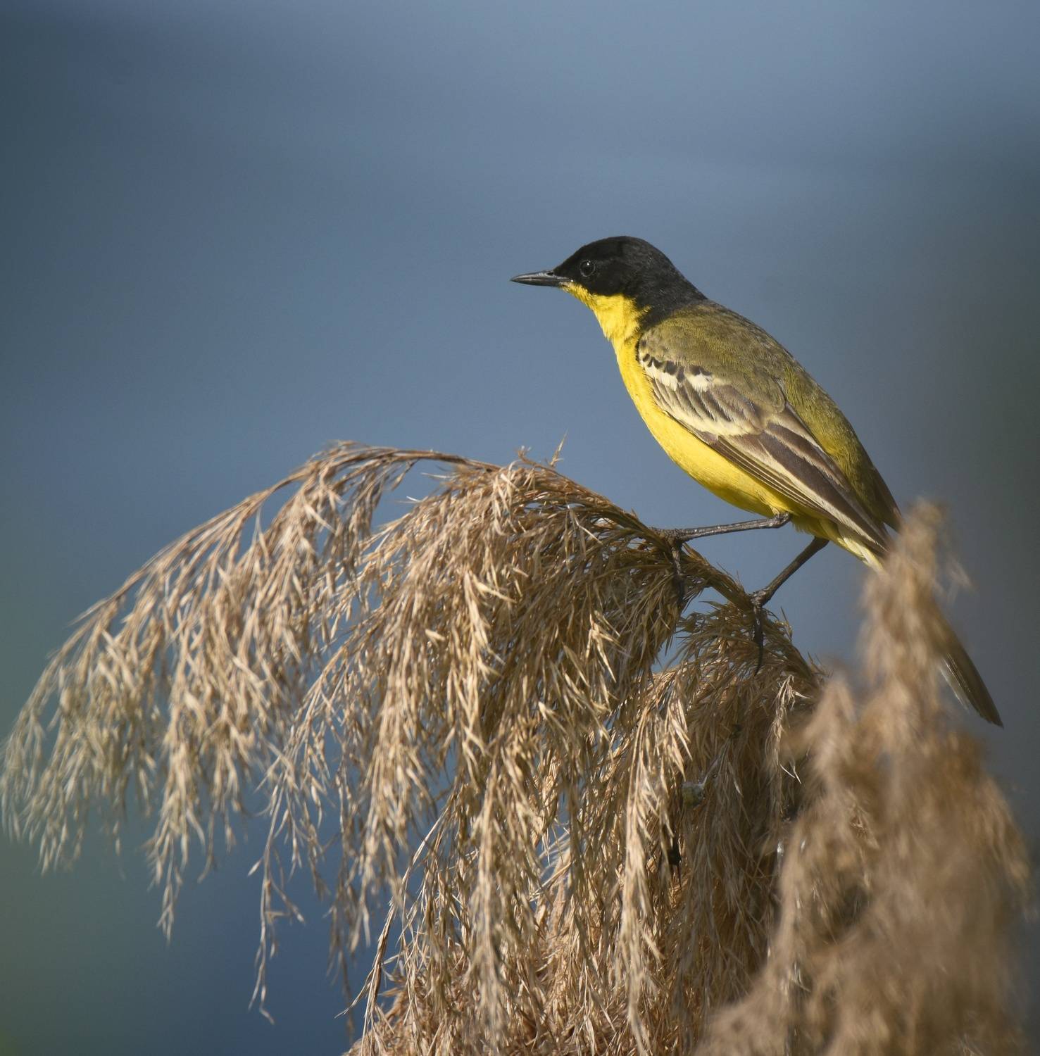 , Герчев Николай
