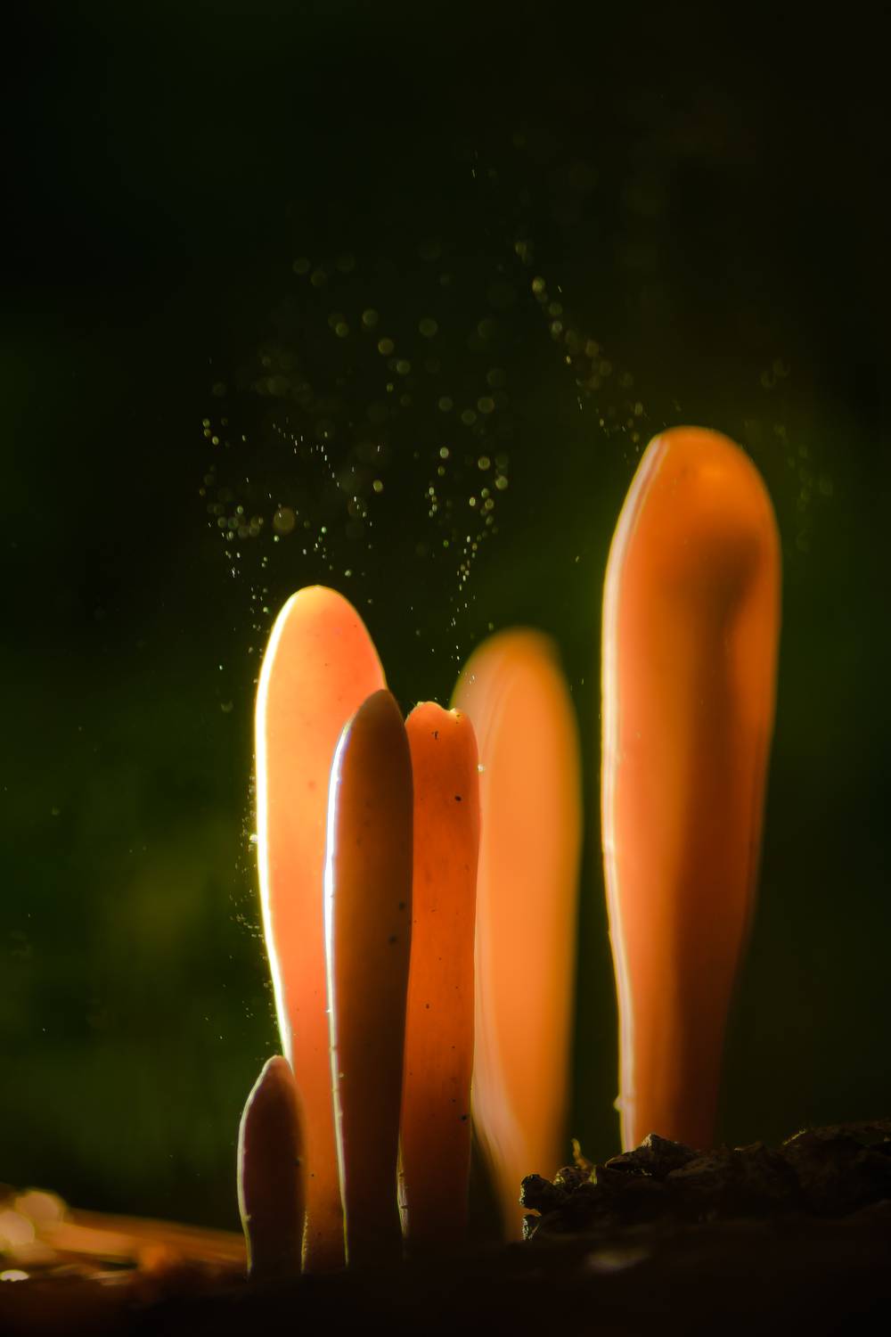 Рогатик язычковый, спороношение, споры, грибы, колония грибов,Clavariadelphus ligula,клавариаде́льфус язычковый, Соварцева Ксения