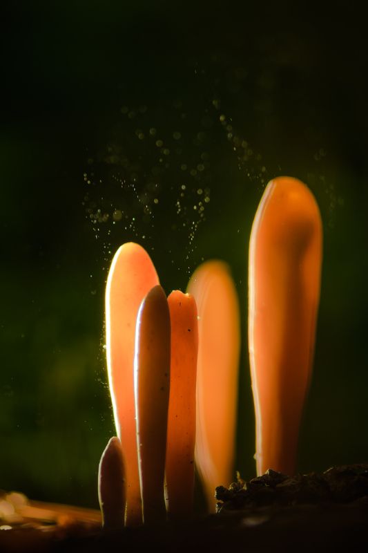 Рогатик язычковый, спороношение, споры, грибы, колония грибов,Clavariadelphus ligula,клавариаде́льфус язычковый Жизнь в лесу, которую не видно фото превью