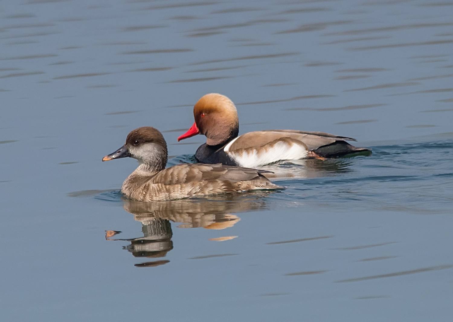 , Хасан Журтов
