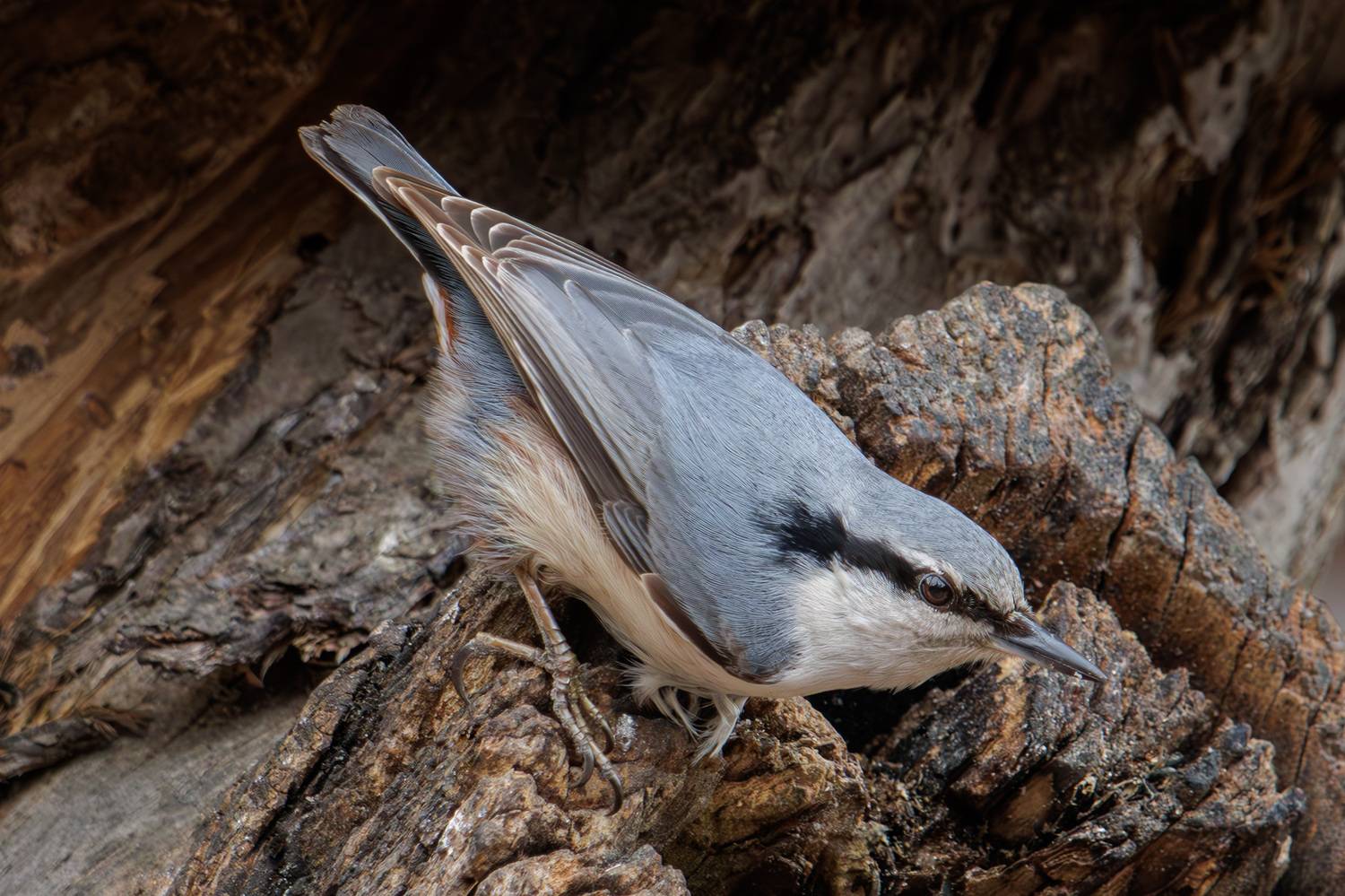 поползень, Морозов Сергей