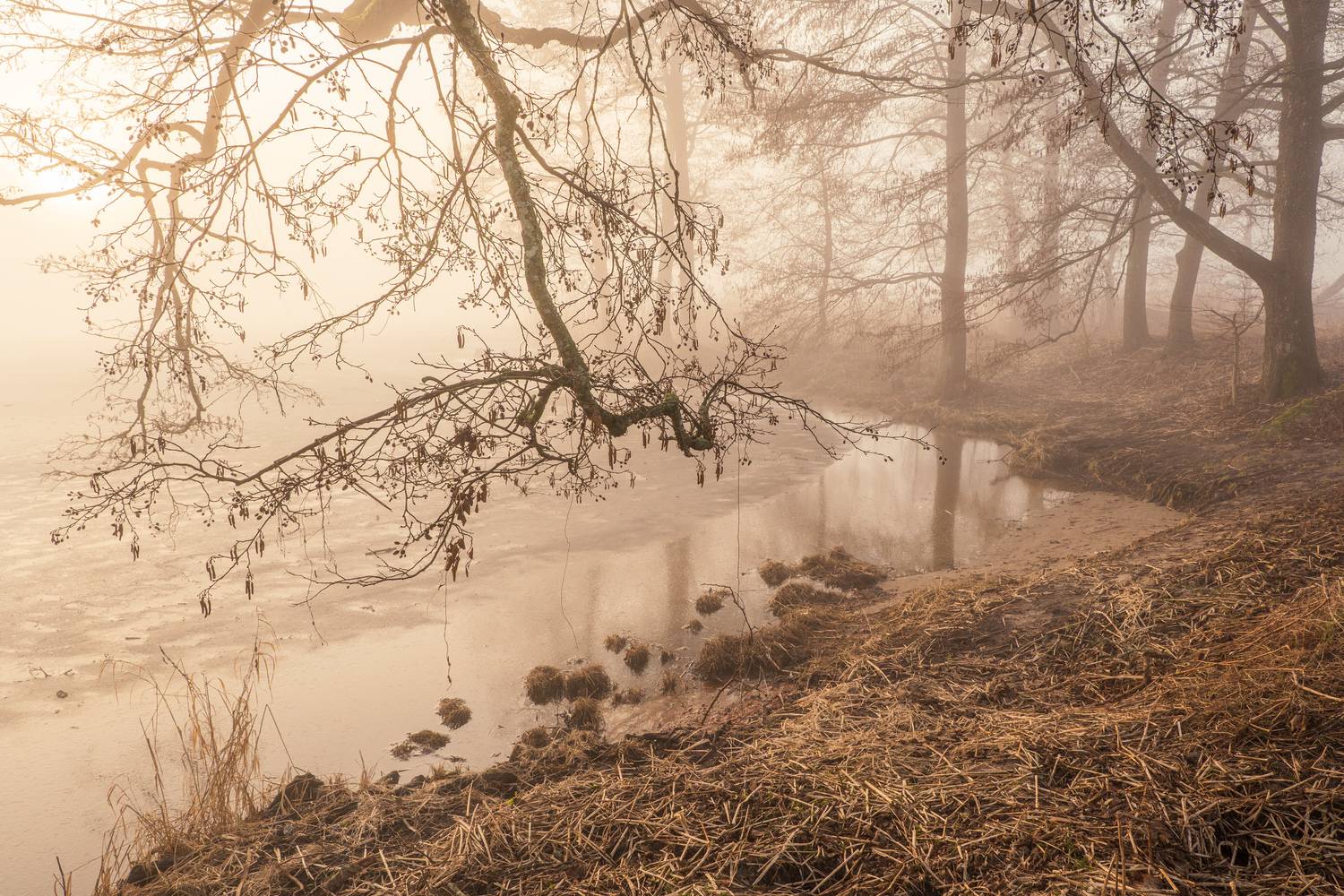 , Гордон Николай