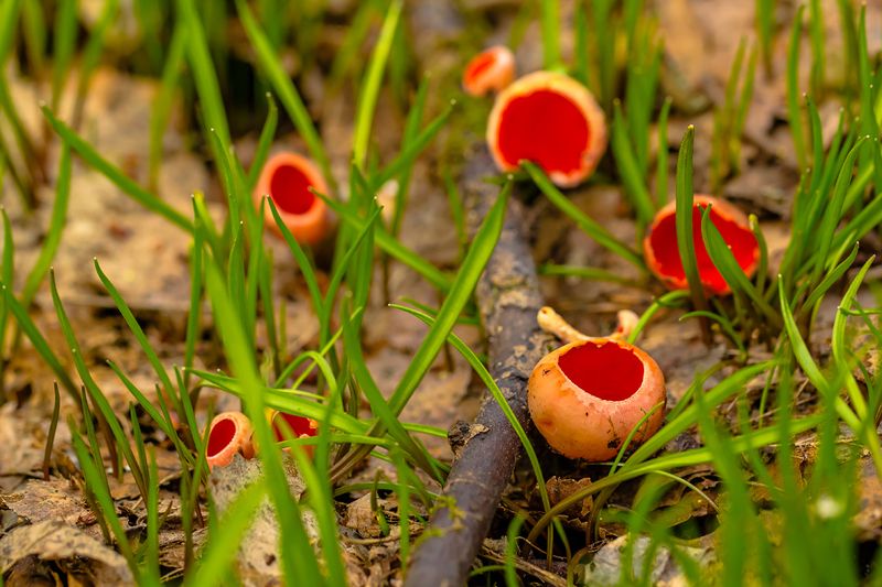 .... фото превью