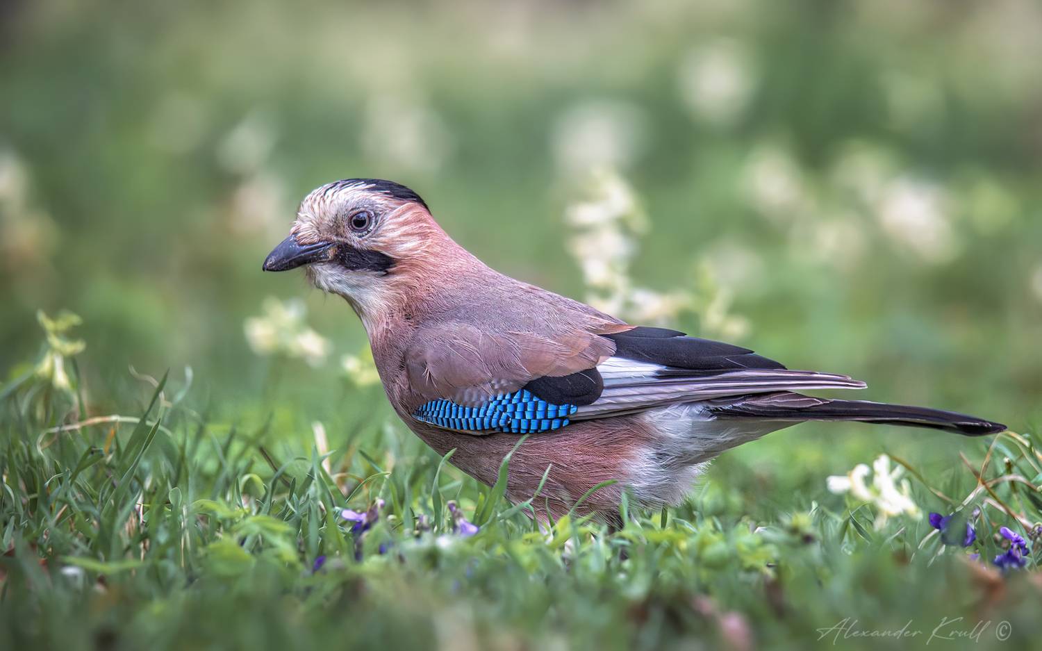 сойка, обыкновенная сойка, garrulus glandarius krynicki, Круль Александр