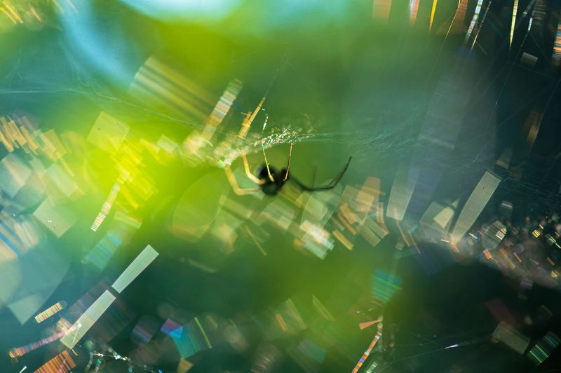 паук, паутина Золотые сети паутины фото превью