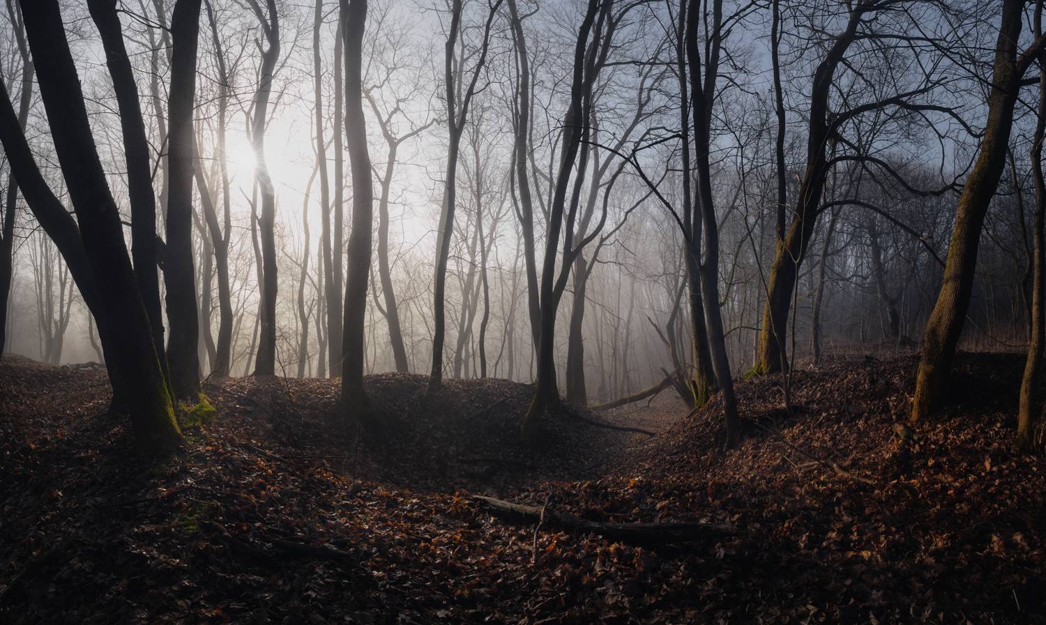 лес, свет, утро, природа, Баранов Олег