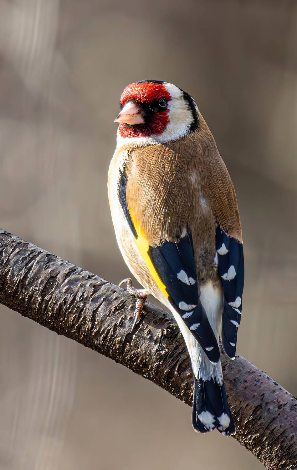 , Волынский Виктор