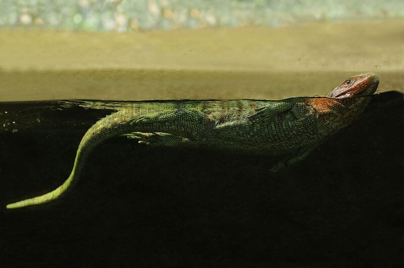 Lézard-caïman фото превью